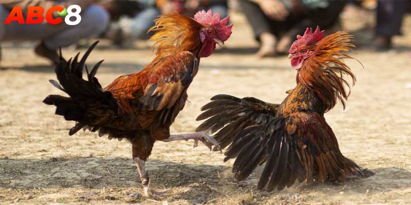 Các chiến kê đều được tuyển chọn kỹ lưỡng và có năng lực