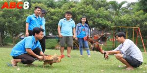 Đá Gà Thomo - Chiêm Ngưỡng Các Phần Tranh Tài Mãn Nhãn
