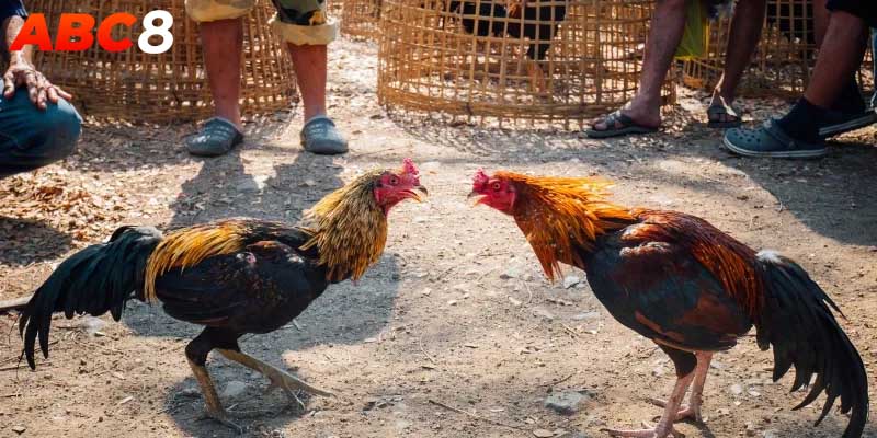 Điểm quan trọng không thể bỏ qua khi tìm hiểu về đá gà ABC8