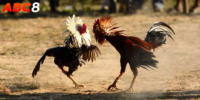 Đá gà Thomo luôn được nhiều người lựa chọn giải trí